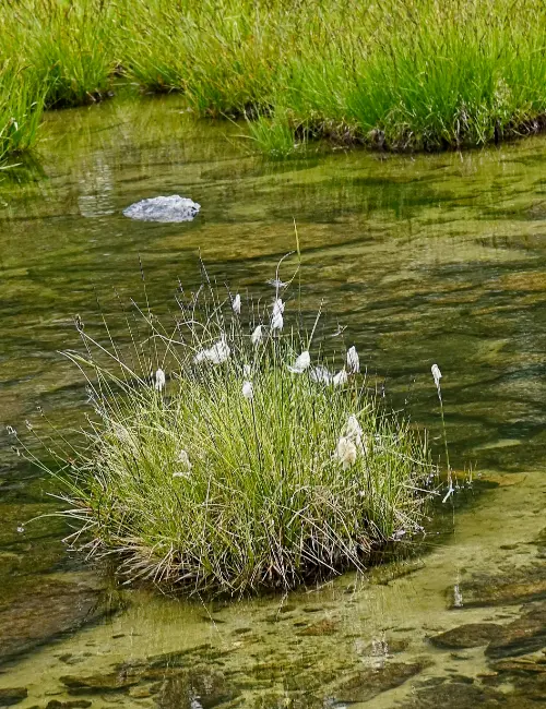Lebensraum f. seltene Pflanzenarten
