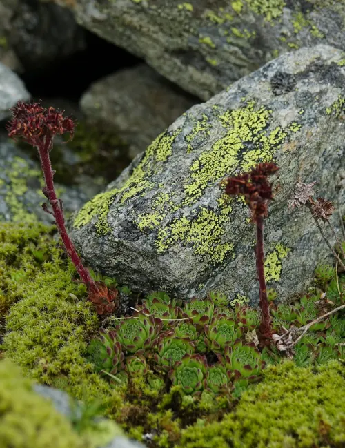 Platzertal - Ort der Stille